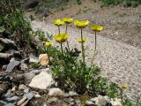 Ranunculus rufosepalus. Цветущее растение. Южный Казахстан, Таласский Алатау, запов. Аксу-Жабаглы, верховья ущ. Улькен-Каинды, 2450 м н.у.м., под сев. склоном над телом ежегодно сходящей лавины. 18 июня 2018 г.