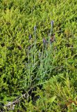 Dianthus superbus ssp. norvegicus
