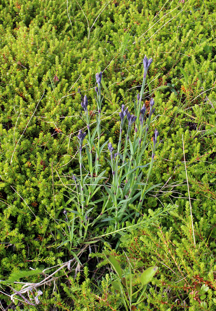Изображение особи Dianthus superbus ssp. norvegicus.