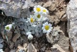 Richteria leontopodium. Цветущее растение. Южный Казахстан, Сайрам-Угамский национальный парк, под Сайрамским пиком на высоте около 3500 м н.у.м. на каменистом склоне. 13 июля 2018 г.