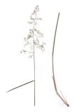 Image of taxon representative. Author is Дмитрий Кулаков