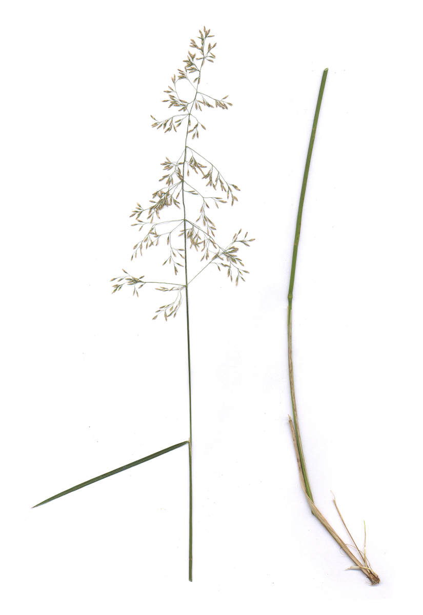 Изображение особи Deschampsia cespitosa.