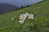 Anemonastrum fasciculatum. Верхушка цветущего растения. Грузия, Боржоми-Харагаульский национальный парк, маршрут №1; гора Ломис-Мта, ≈ 2050 м н.у.м., предвершинный пастбищный луг. 25.05.2018.