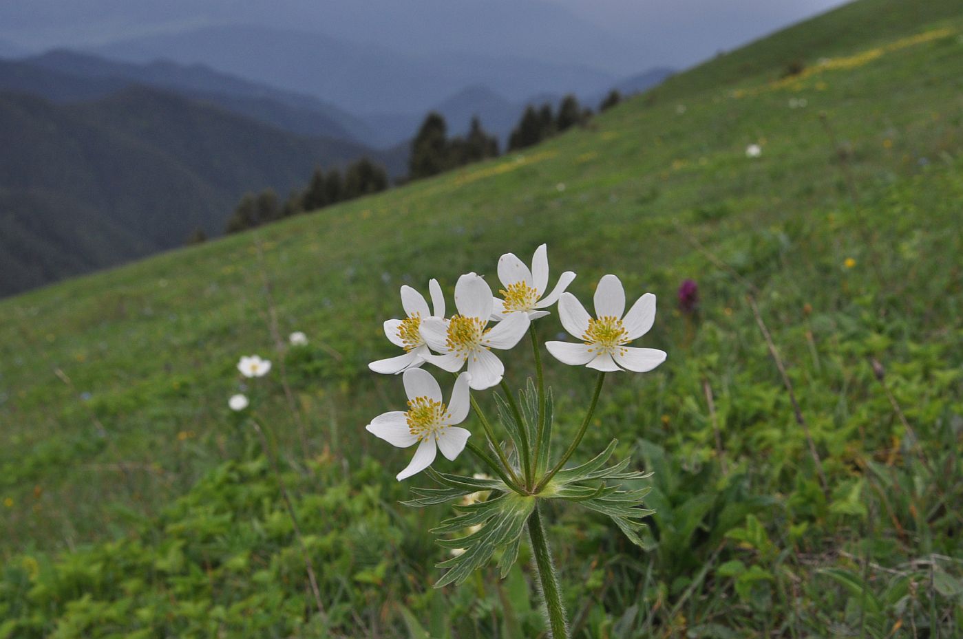 Изображение особи Anemonastrum fasciculatum.