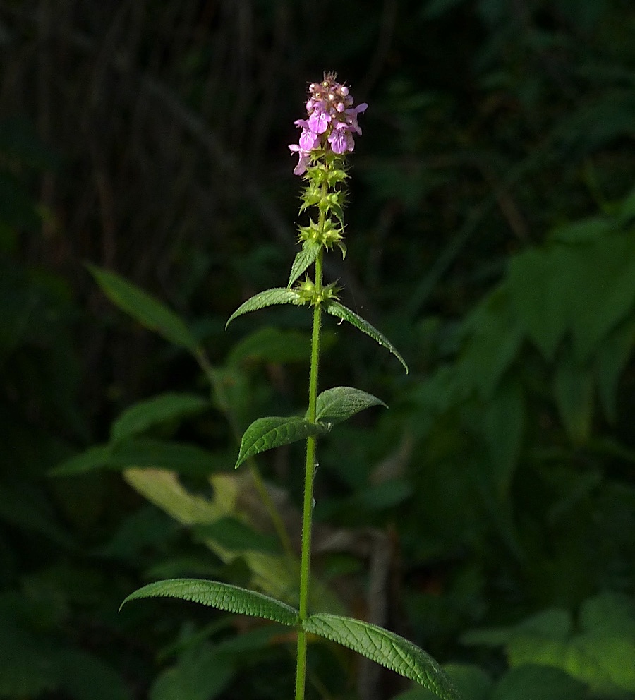 Чистец болотный. Stachys palustris. Чистец полевой.