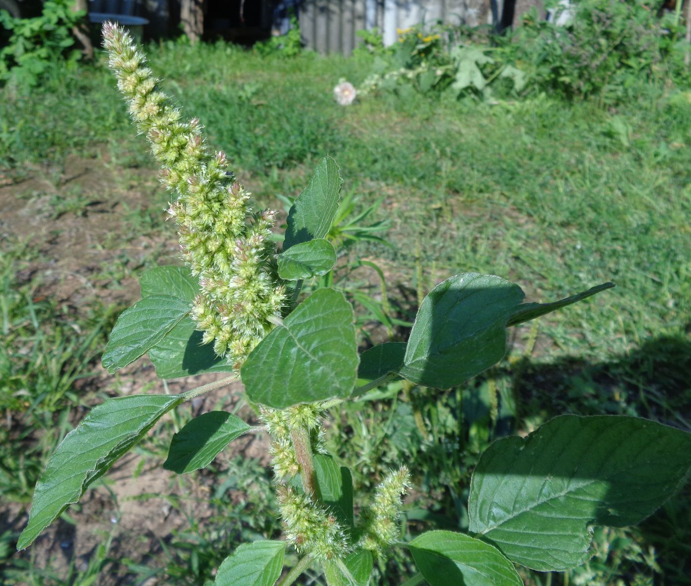 Image of Amaranthus retroflexus specimen.