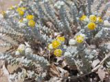 Otanthus maritimus