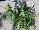 Sisymbrium irio. Цветущее растение. Узбекистан, г. Бухара, пустырь. 28.04.2018.