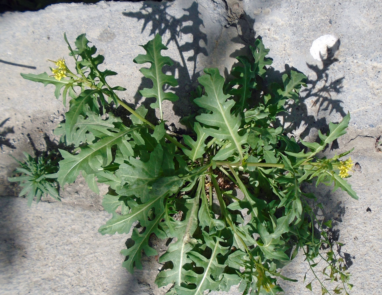 Image of Sisymbrium irio specimen.