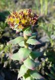 Rhodiola rosea