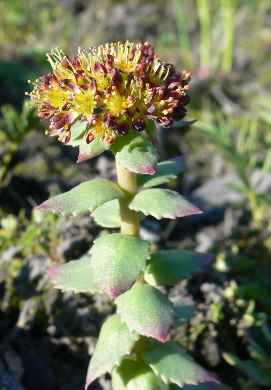 Изображение особи Rhodiola rosea.