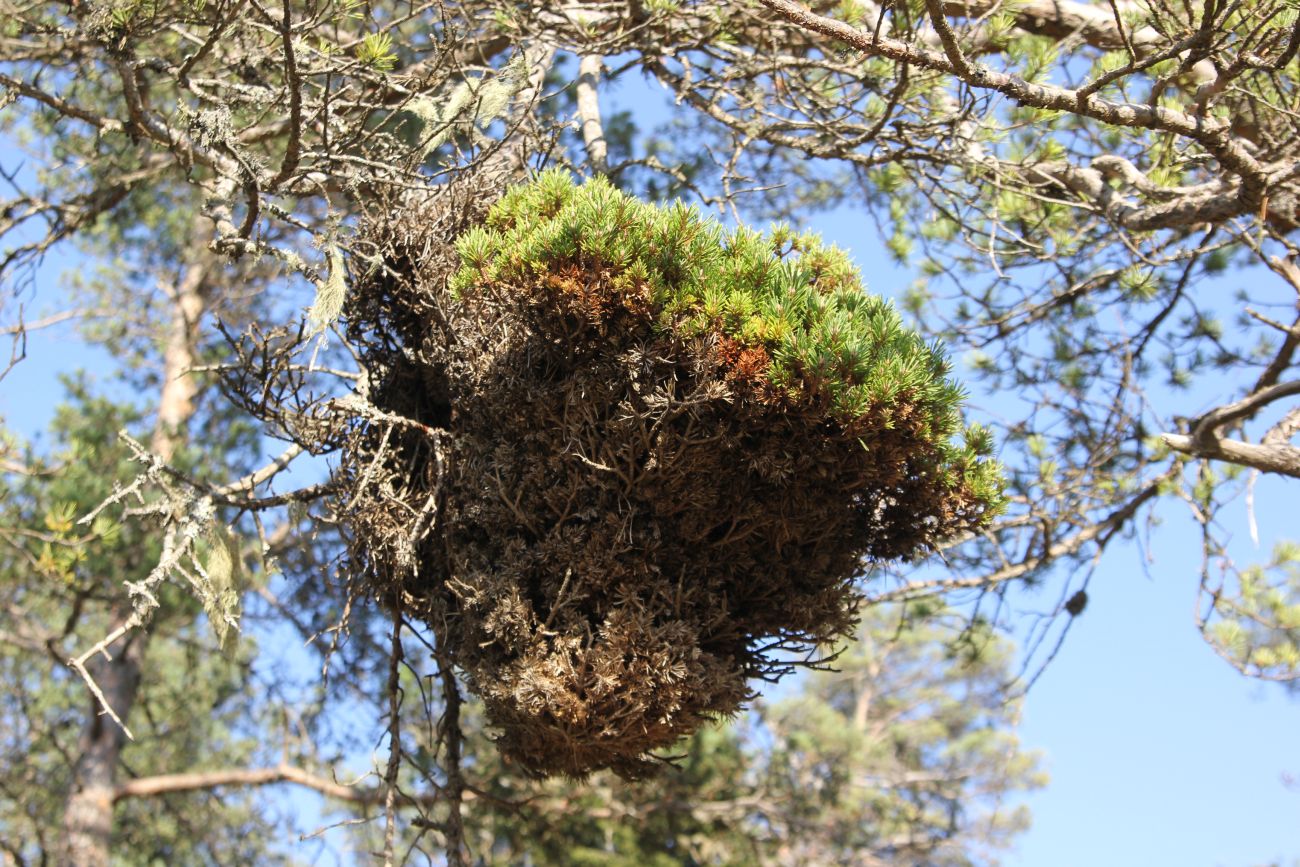 Image of Pinus sylvestris ssp. hamata specimen.