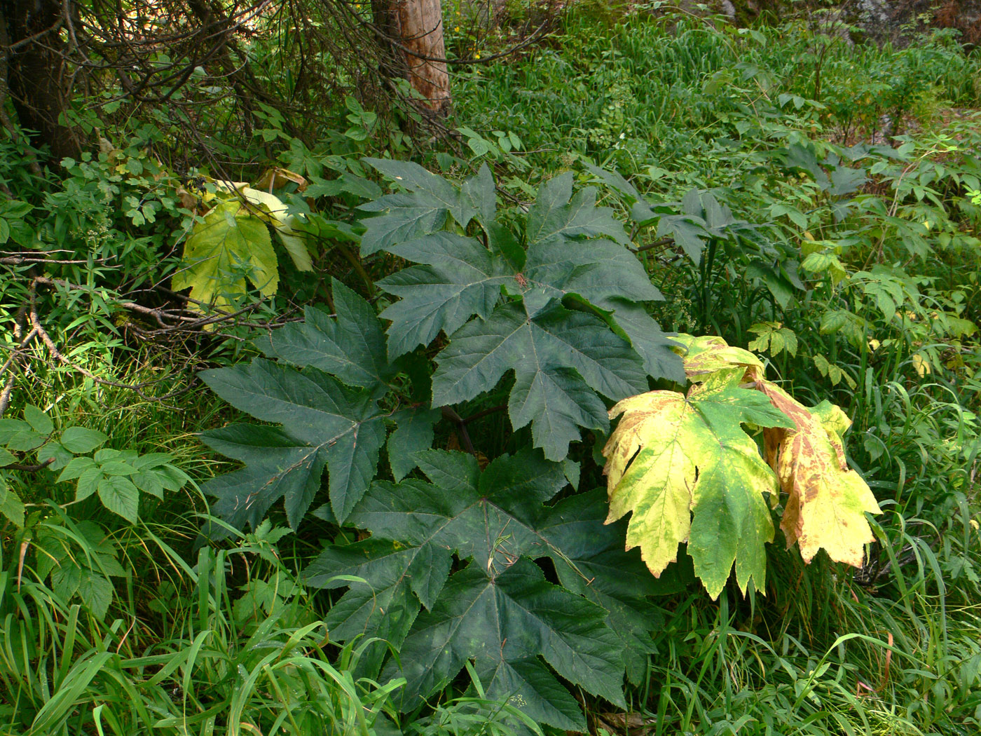 Изображение особи Heracleum dissectum.