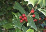 Ilex cornuta