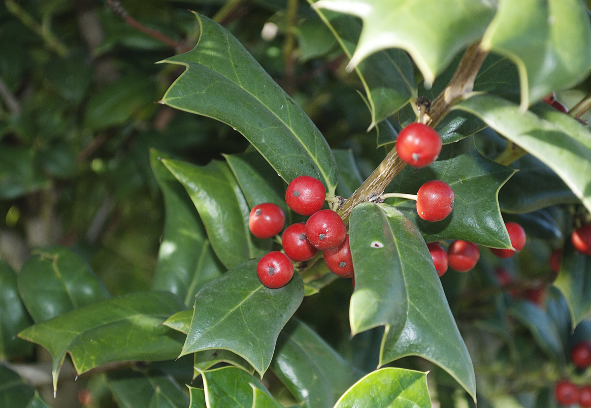 Изображение особи Ilex cornuta.