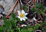 Dryas oxyodonta