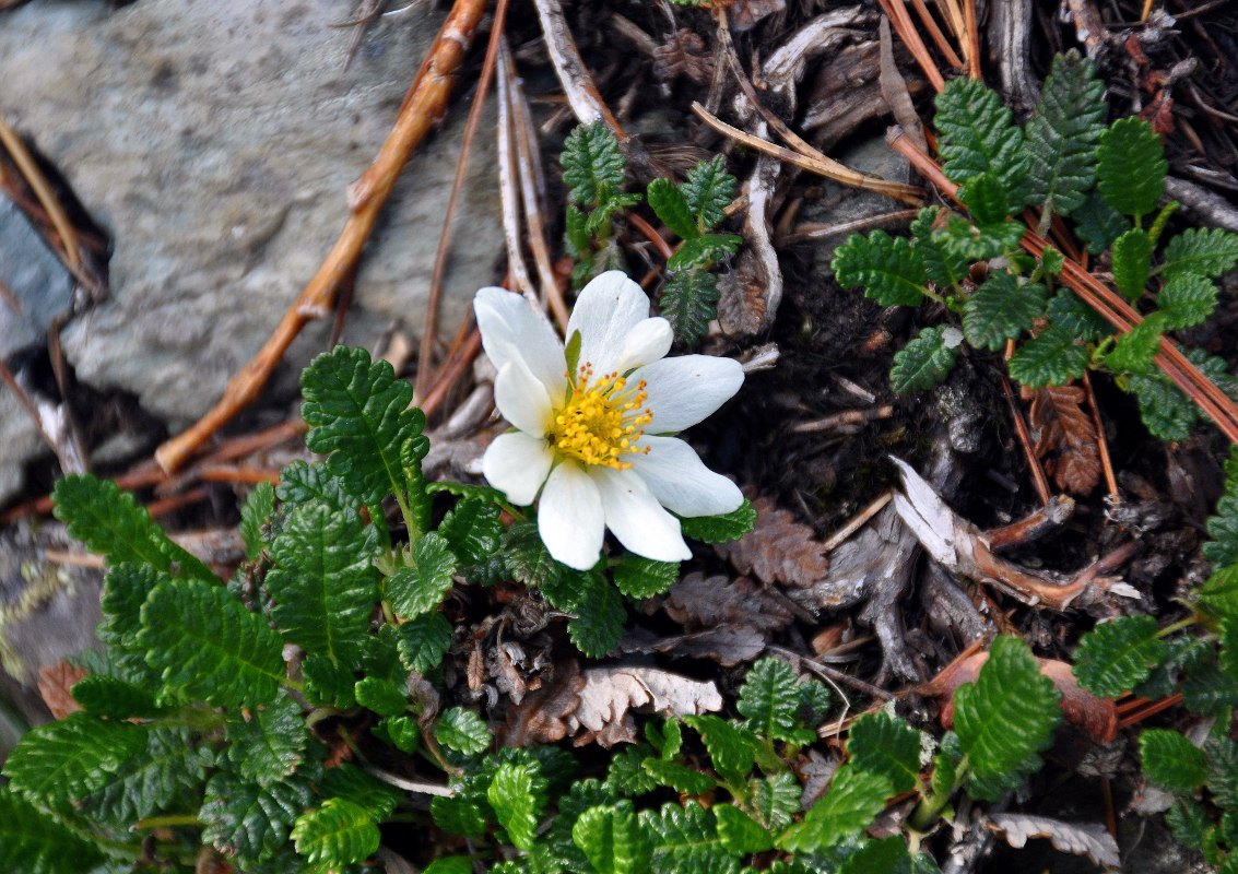 Изображение особи Dryas oxyodonta.