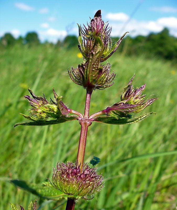 Image of Phlomoides tuberosa specimen.