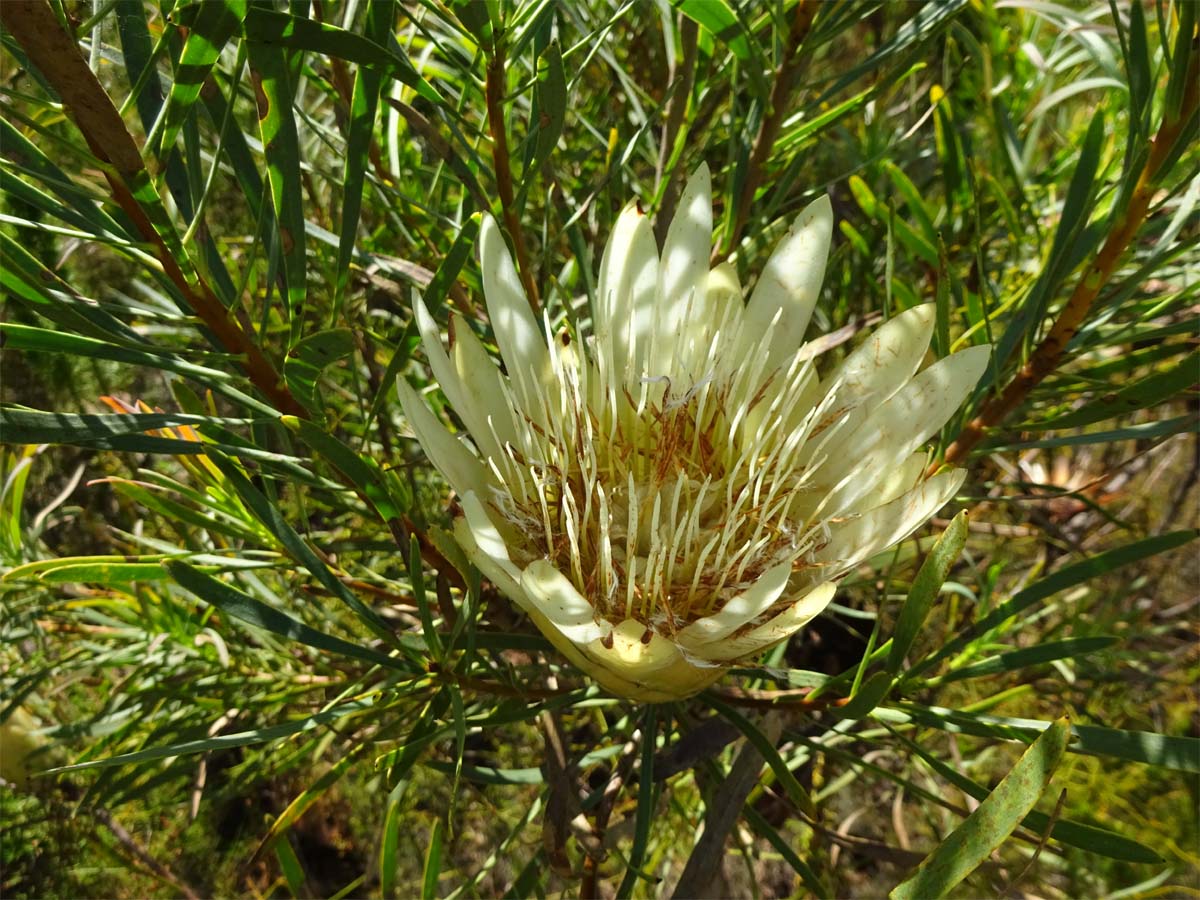 Изображение особи Protea repens.
