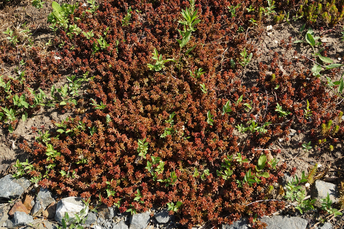 Image of Sedum album specimen.