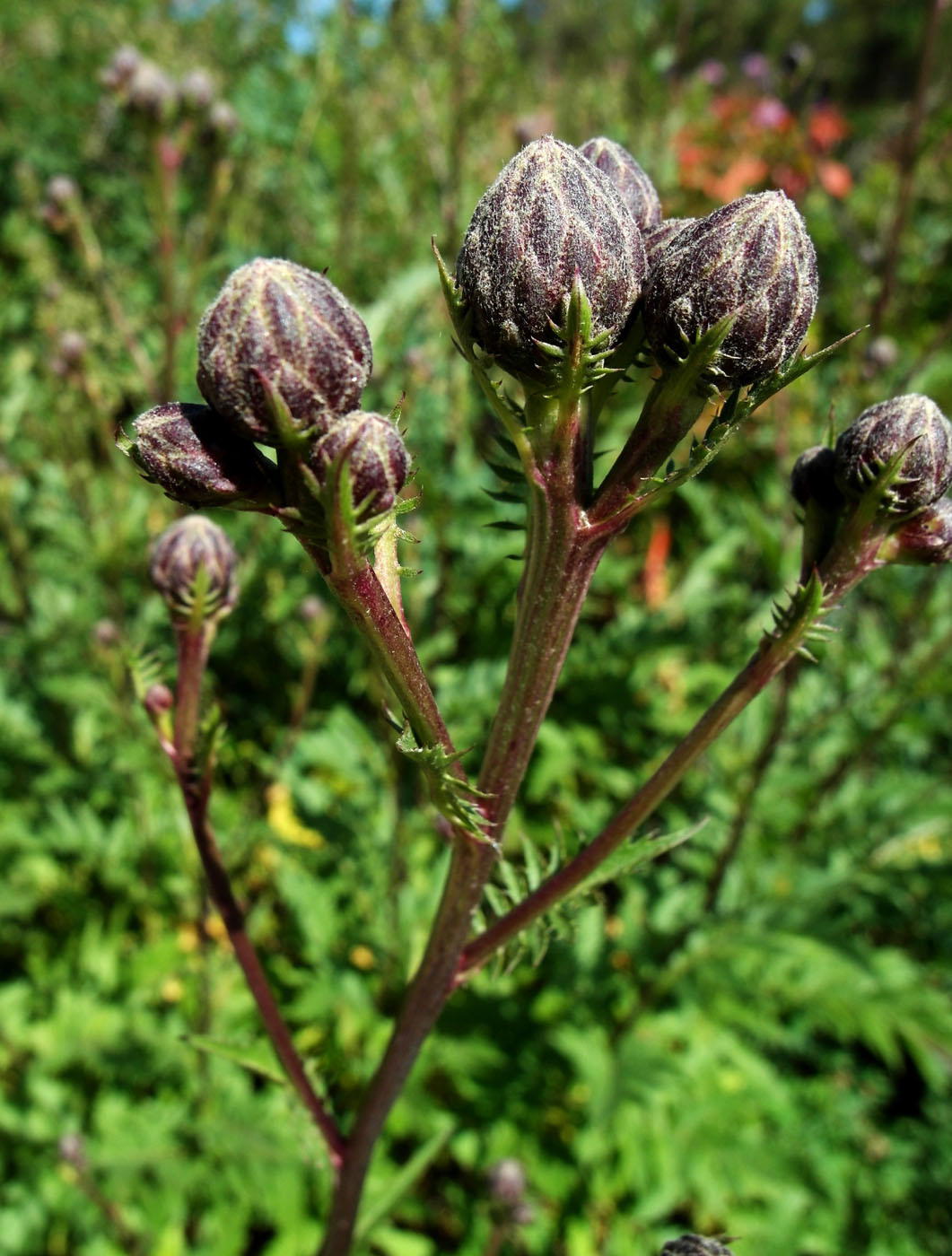 Image of Serratula coronata specimen.