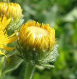 Inula oculus-christi