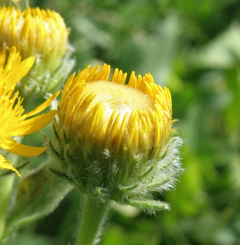 Image of Inula oculus-christi specimen.