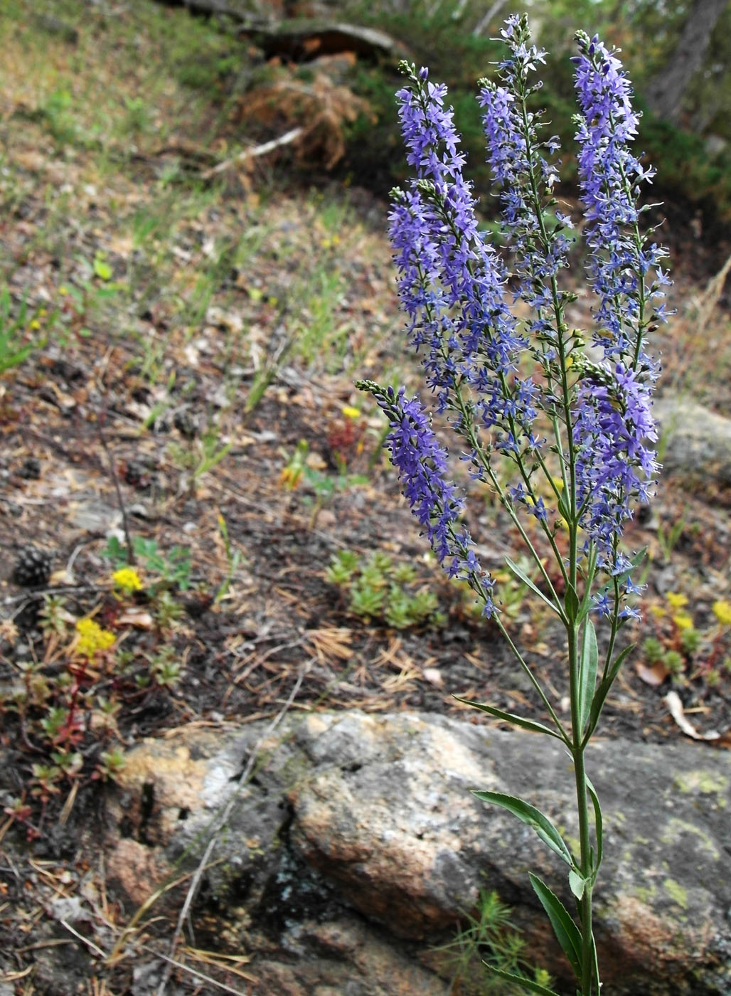 Image of Veronica spuria specimen.