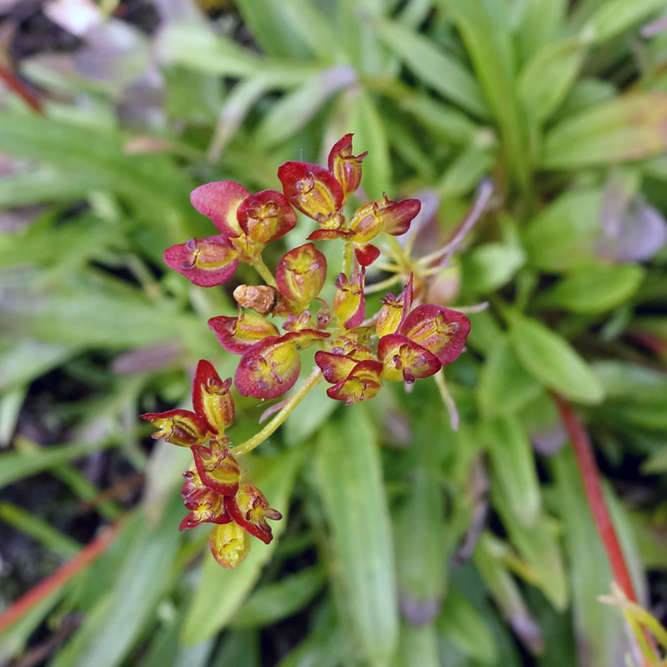 Image of Patrinia sibirica specimen.