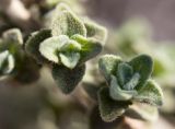 Origanum onites
