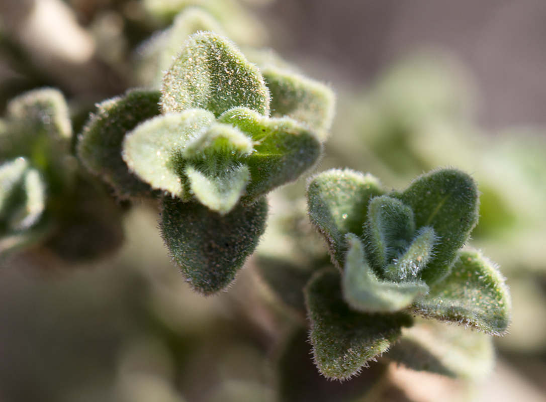 Image of Origanum onites specimen.