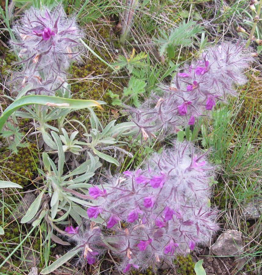 Image of Stachys lavandulifolia specimen.