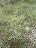 Eryngium campestre. Вегетирующее растение. Южный Берег Крыма, окр. г. Ялта. 28.06.2010.