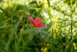 Papaver hybridum