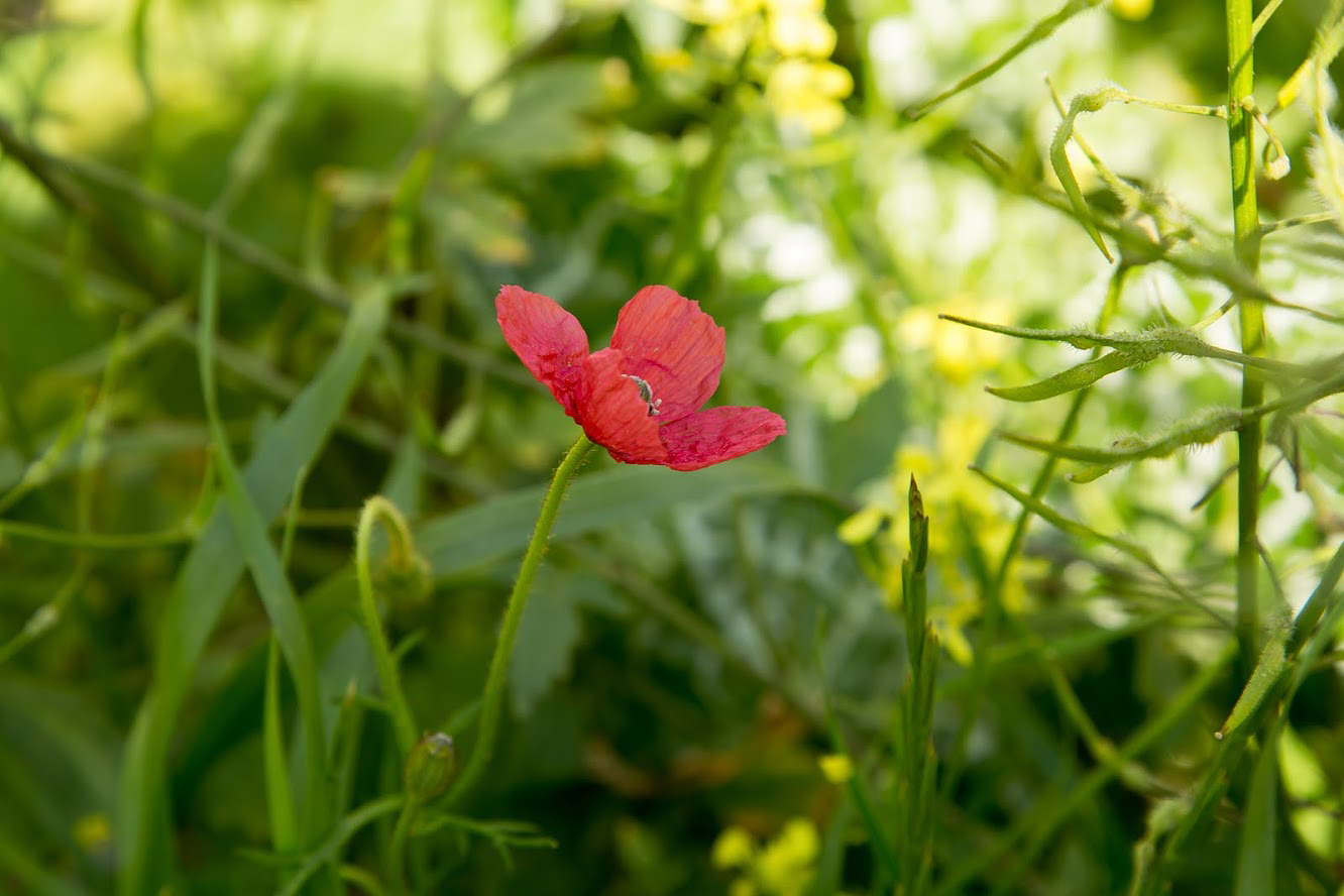 Изображение особи Papaver hybridum.