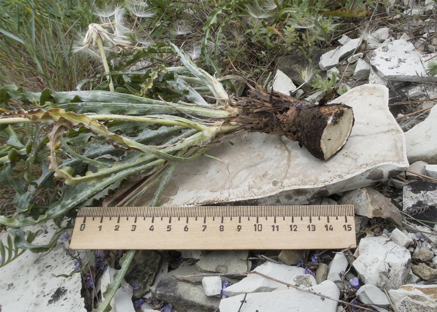 Image of Scorzonera turkeviczii specimen.