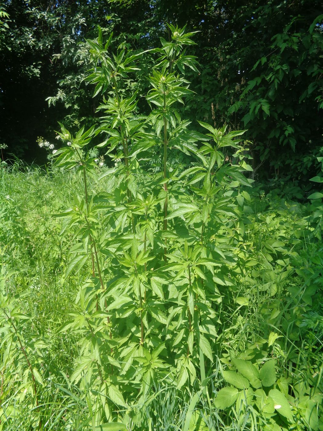 Image of Eupatorium cannabinum specimen.