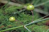 Asparagus officinalis