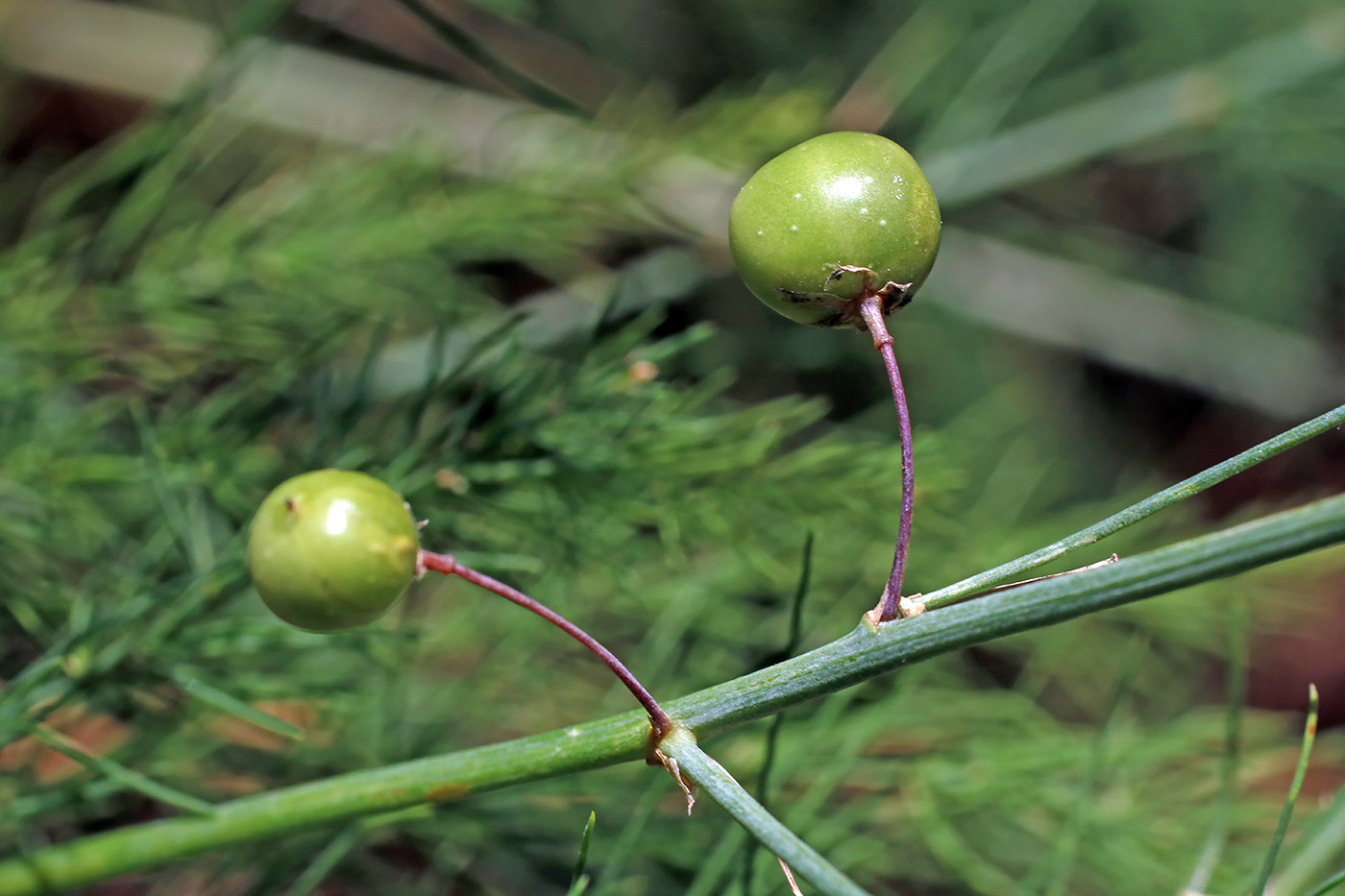 Изображение особи Asparagus officinalis.