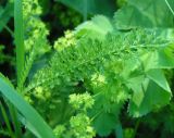 род Achillea. Нижний стеблевой лист. Республика Алтай, Онгудайский р-н, восточный склон горы Вершина Тияхты, около 1800 м н.у.м., окраина кедрача. 05.07.2010.