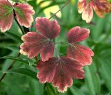 Aquilegia vulgaris