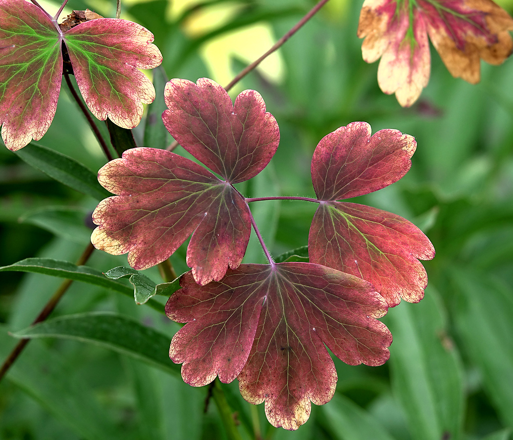 Изображение особи Aquilegia vulgaris.