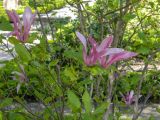 Magnolia liliiflora. Ветви с цветками. Испания, г. Мадрид, Королевский ботанический сад, в культуре. 18.04.2018.