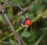 Erythrina herbacea