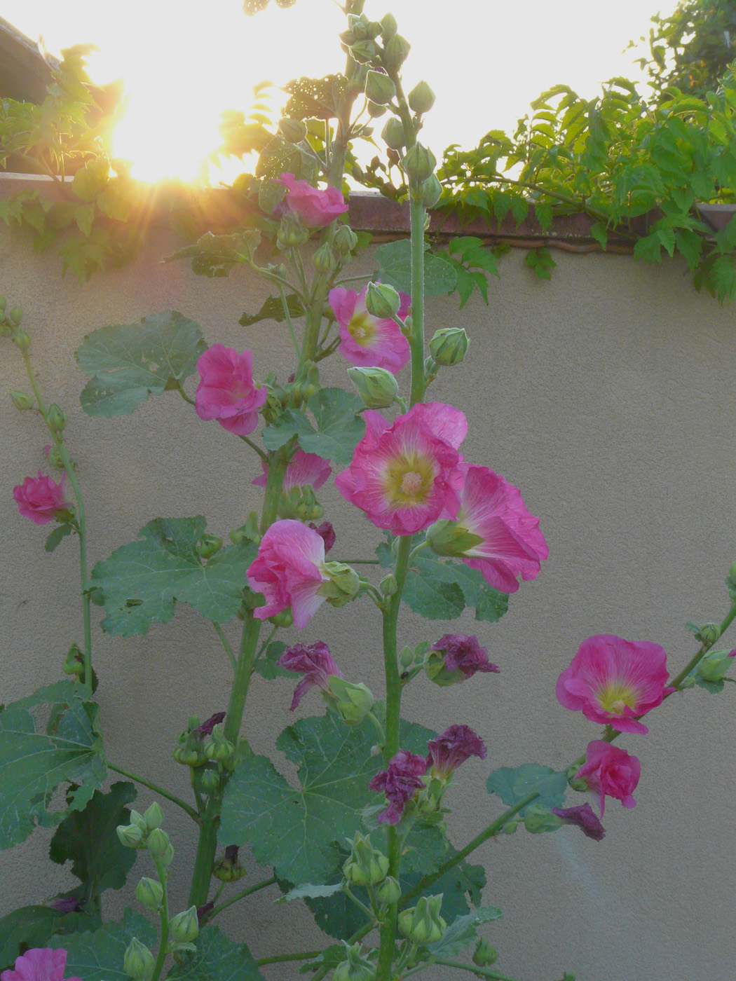 Image of Alcea rosea specimen.