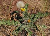 Taraxacum serotinum. Цветущее и плодоносящее растение. Татарстан, г. Бавлы, остепнённый склон. 23.07.2010.