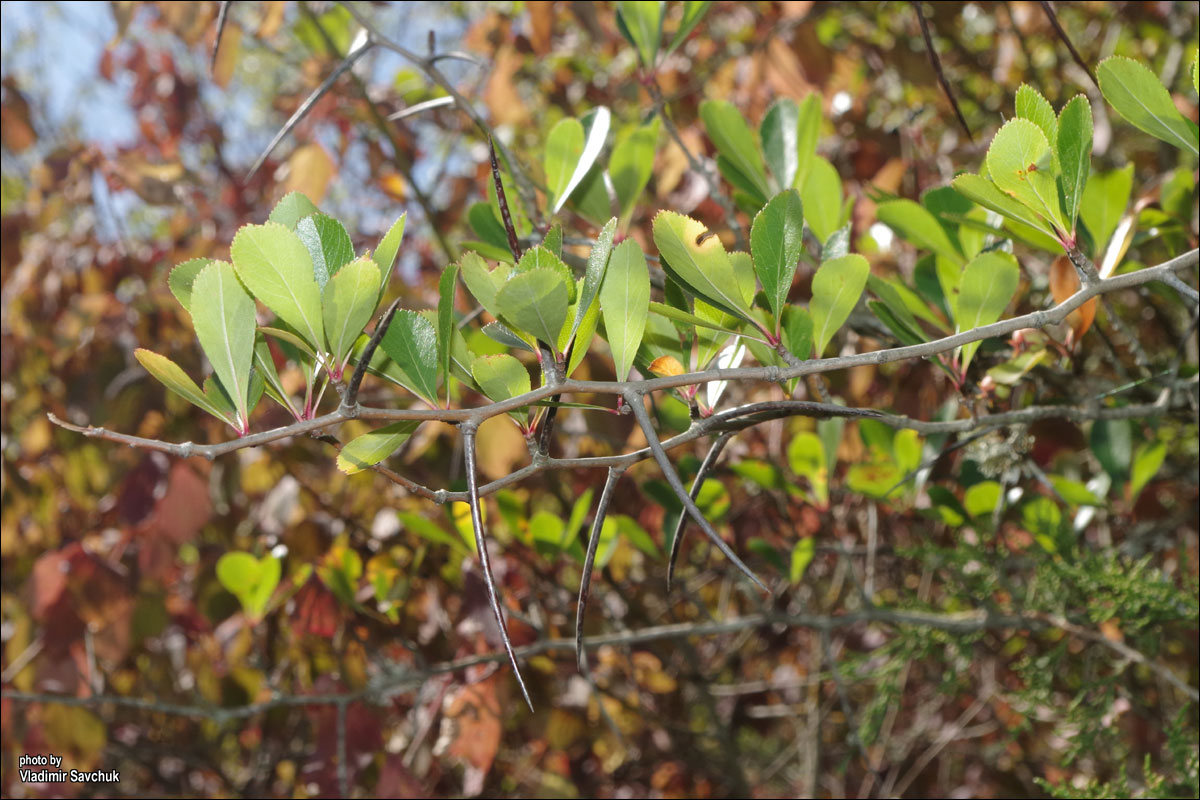 Image of genus Crataegus specimen.