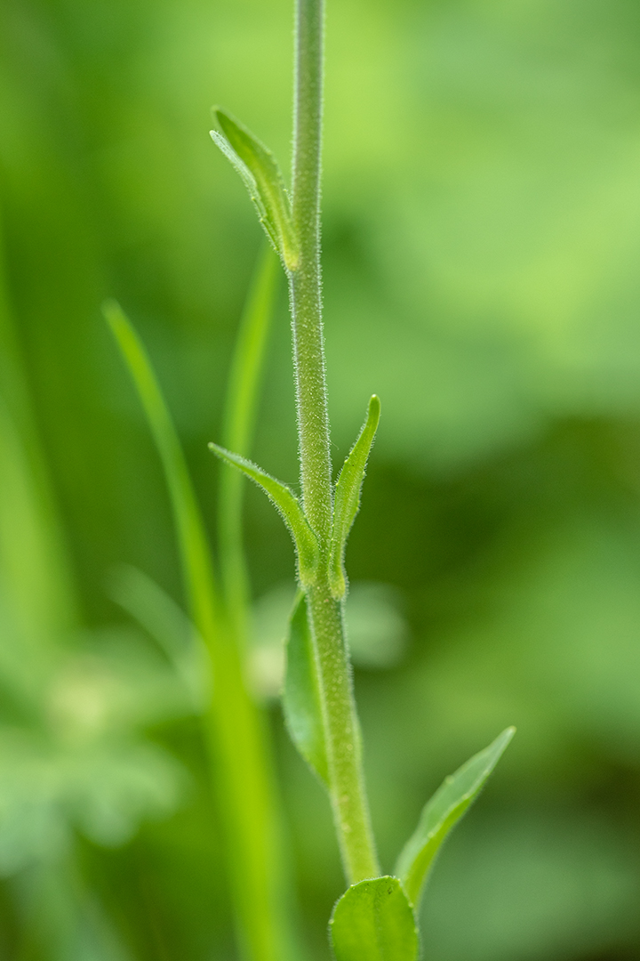 Image of Veronica gentianoides specimen.