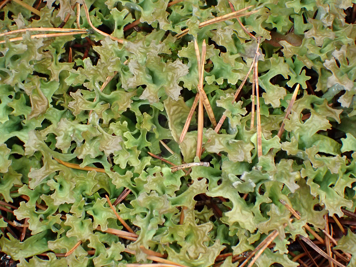 Image of Cetraria islandica specimen.
