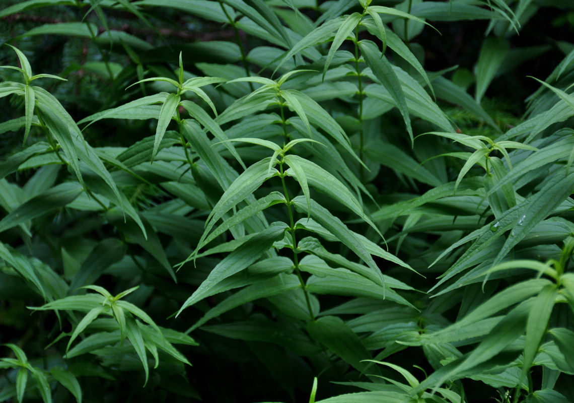 Image of Gentiana asclepiadea specimen.